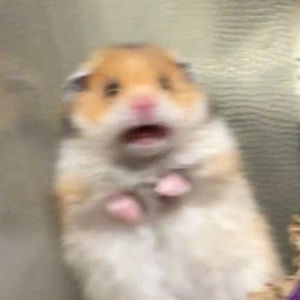 Meet your Posher, Lazerfaze01